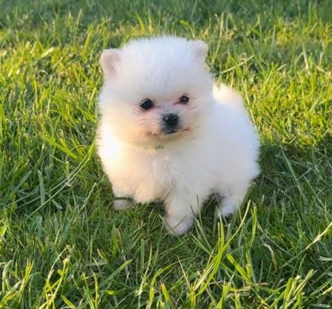 Miniature white pomeranian pups for sale in Spalding, Lincolnshire - Image 5