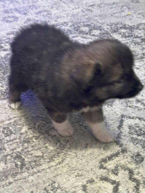 Mixed Breed Puppies - (Pomeranian Mixed) for sale in Gants Hill, Redbridge, Greater London