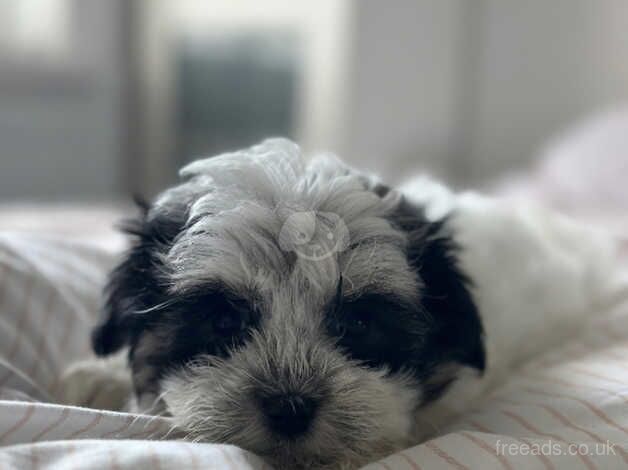 Morky Puppies for sale in Weymouth, Dorset - Image 1