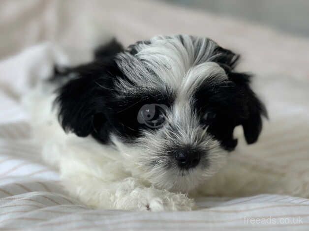 Morky Puppies for sale in Weymouth, Dorset - Image 3