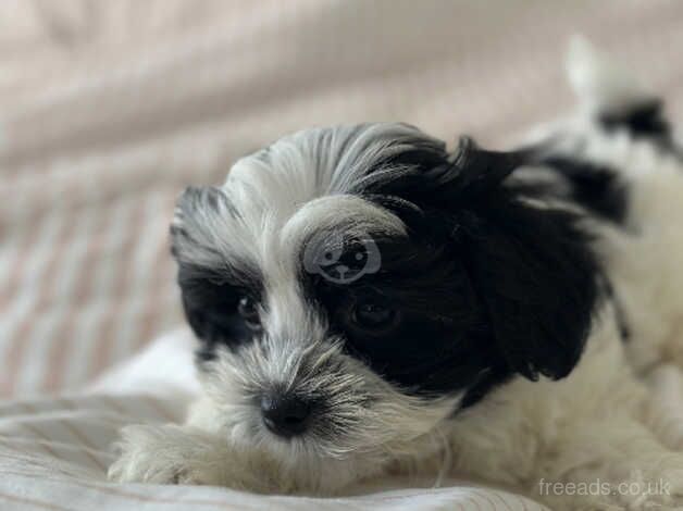 Morky Puppies for sale in Weymouth, Dorset - Image 4