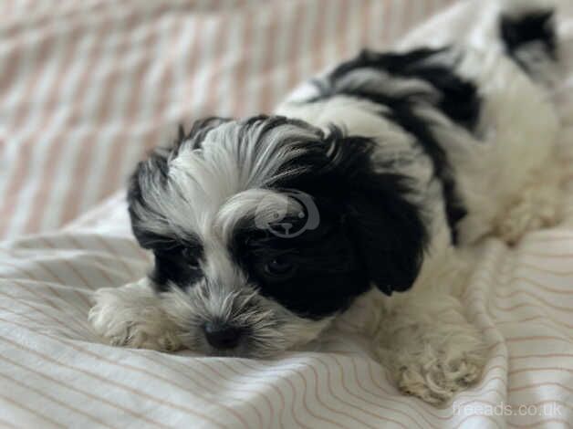 Morky Puppies for sale in Weymouth, Dorset - Image 5