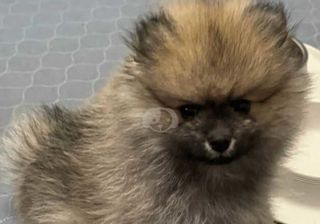 Nice and sweet pretty Pomeranian puppies for sale in Mold/Yr Wyddgrug, Flintshire