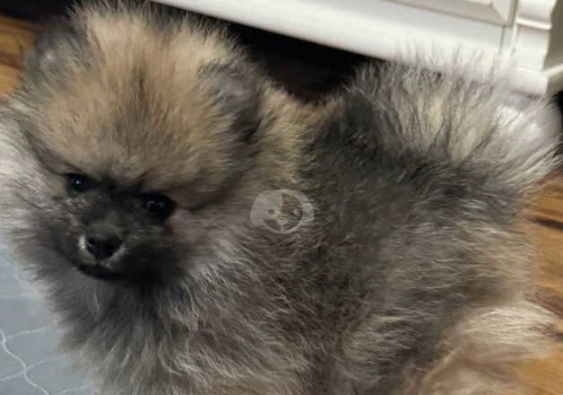 Pomeranians for sale in Mold/Yr Wyddgrug, Flintshire