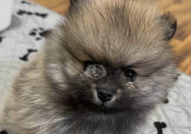 KC Registered Pomeranian Puppies for sale in Flintshire