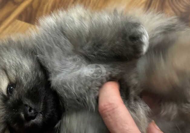 Pomeranian Puppies for sale