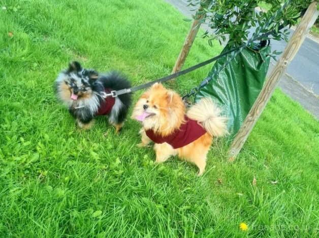 One beautiful boy cream and white russian pomeranian for sale in Dunstable, Bedfordshire - Image 3