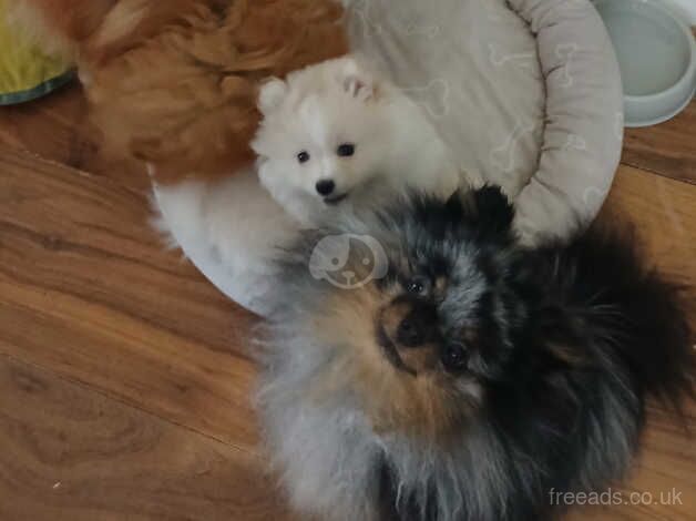 One beautiful boy cream and white russian pomeranian for sale in Dunstable, Bedfordshire - Image 4