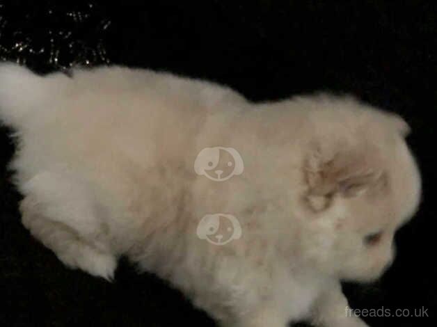 One beautiful boy cream and white russian pomeranian for sale in Dunstable, Bedfordshire - Image 5