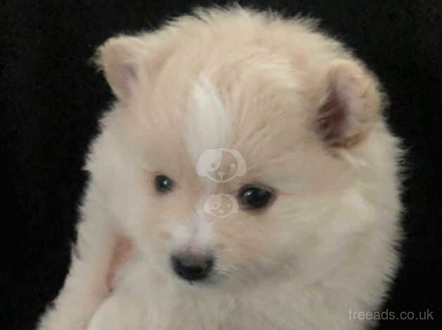 One beautiful pomeranian boy available for sale in Dunstable, Bedfordshire