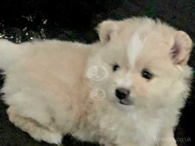 One beautiful pomeranian boy available for sale in Dunstable, Bedfordshire - Image 2