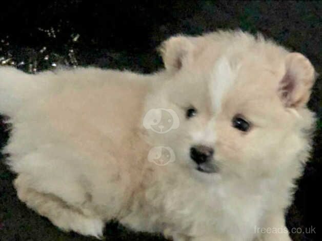 One beautiful pomeranian boy available for sale in Dunstable, Bedfordshire - Image 4