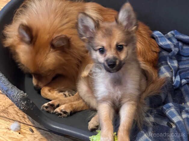 Pomeranians for sale in Dagenham, Barking & Dagenham, Greater London