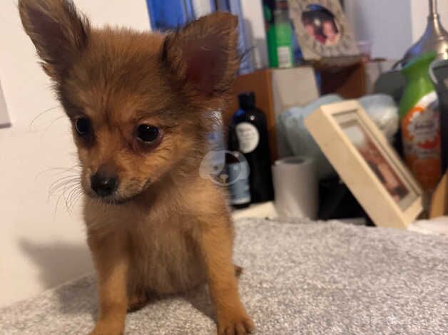 Pomeranian Puppies for sale