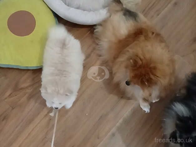 One boy pomeranian puppy available russian Teddy bear for sale in Dunstable, Bedfordshire