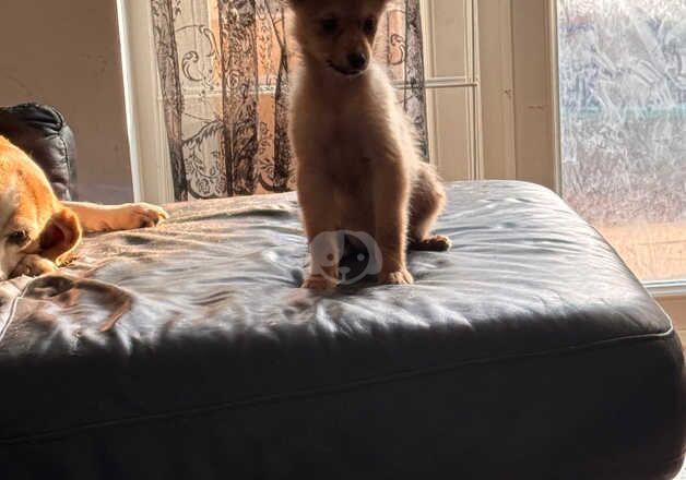 Pomeranians for sale in Dagenham, Barking & Dagenham, Greater London