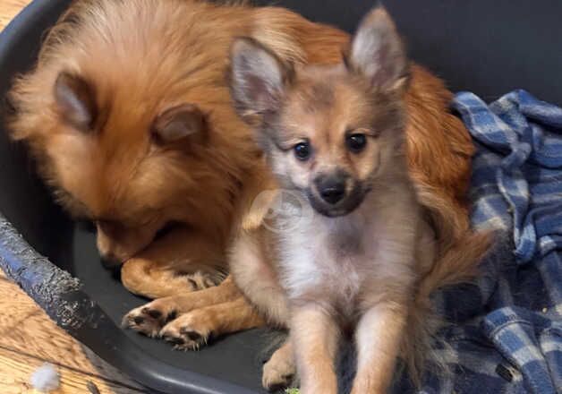 Pomeranian Puppies for sale in Greater London