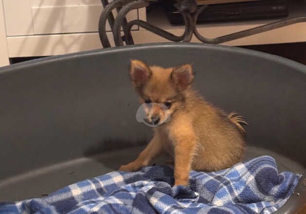 Pomeranian Puppies for sale