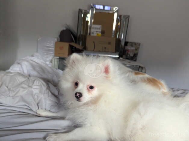 One fluffy White fox type Pomeranian for sale in Bromley, Bromley, Greater London