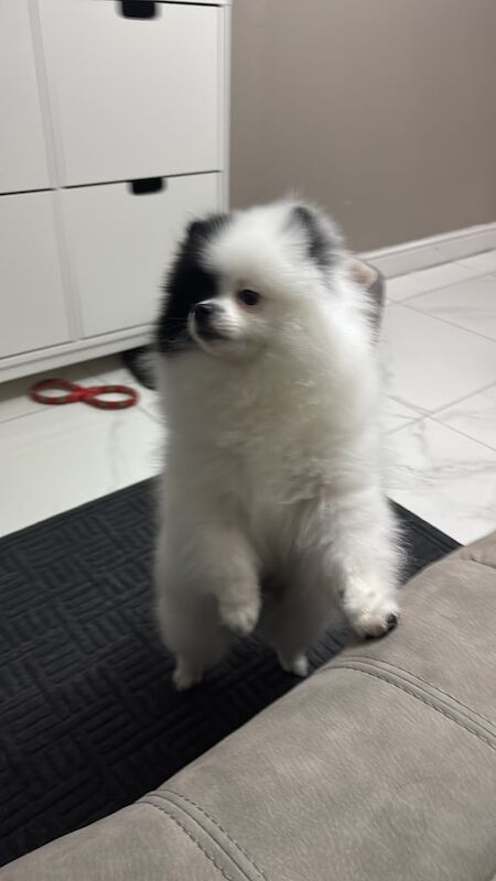 ONE STUNNING POMERANIAN BOYS for sale in Sinfin, Derbyshire