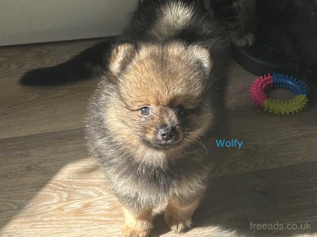 Only One Boy Left - Black and Tan Wolfy for sale in Leicester, Leicestershire