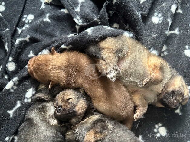 Only One Boy Left - Black and Tan Wolfy for sale in Leicester, Leicestershire - Image 2