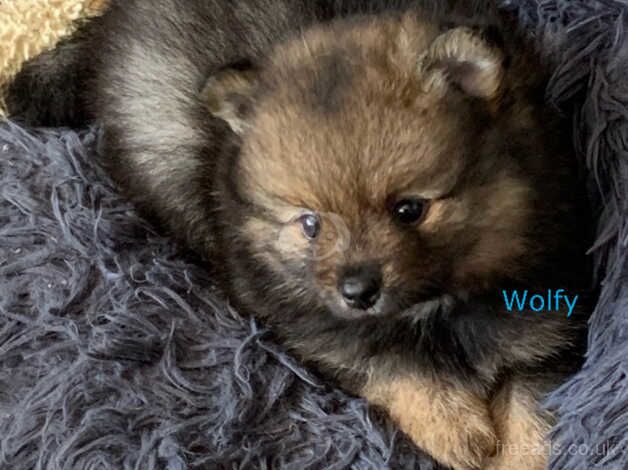 Only One Boy Left - Black and Tan Wolfy for sale in Leicester, Leicestershire - Image 5