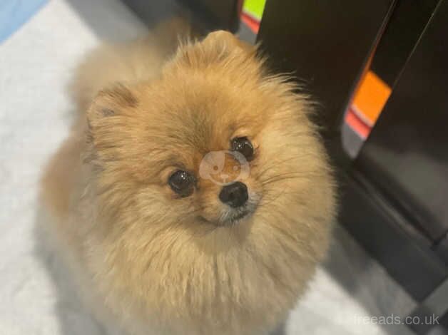 Orange Pomeranian female for sale in Guildford, Surrey