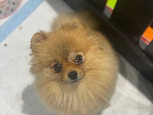 Orange Pomeranian female for sale in Guildford, Surrey - Image 2