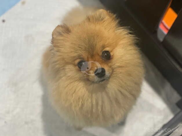 Orange Pomeranian female for sale in Guildford, Surrey - Image 3