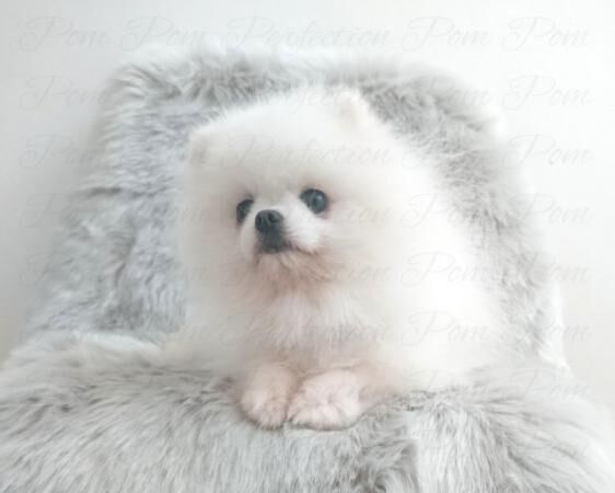 Parti Teddy Bear Pomeranian Puppy for sale in New Cumnock, East Ayrshire - Image 1
