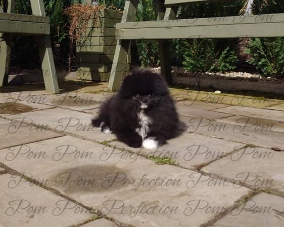 Parti Teddy Bear Pomeranian Puppy for sale in New Cumnock, East Ayrshire - Image 2