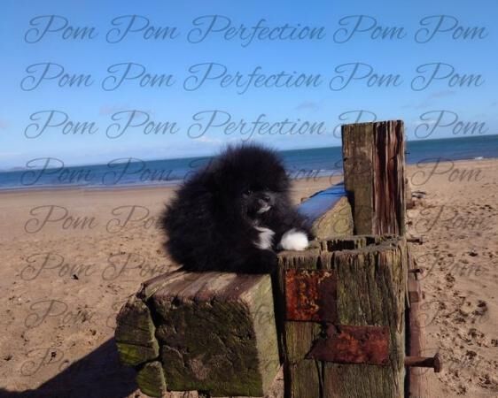 Parti Teddy Bear Pomeranian Puppy for sale in New Cumnock, East Ayrshire - Image 5