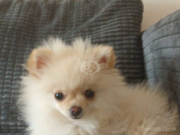 Pedigree Miniature Pomeranian for sale in Wolverhampton, West Midlands