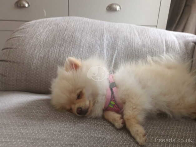 Pomeranians for sale in Wolverhampton, West Midlands