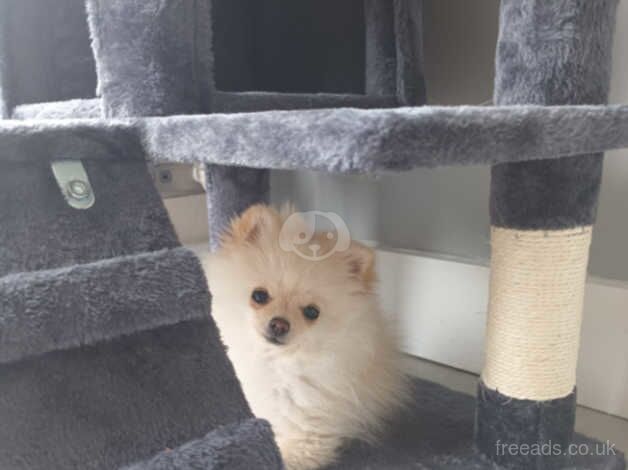 Pomeranian Puppies for sale