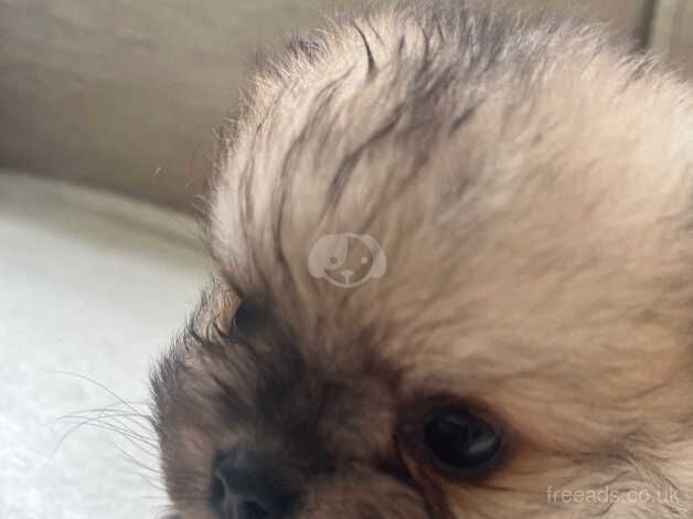 Pedigree Pomeranian puppy's for sale in Middlewich, Cheshire - Image 3