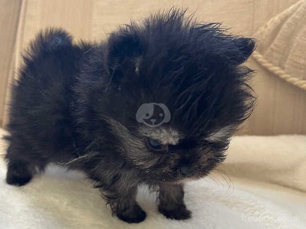 Pedigree Pomeranian puppy's for sale in Middlewich, Cheshire - Image 5