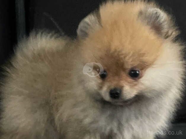 Playful wee hears & forever best friend Pomeranian puppies for sale in Chipping Norton, Oxfordshire - Image 1