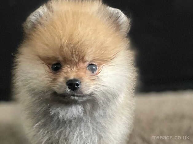 Playful wee hears & forever best friend Pomeranian puppies for sale in Chipping Norton, Oxfordshire - Image 2