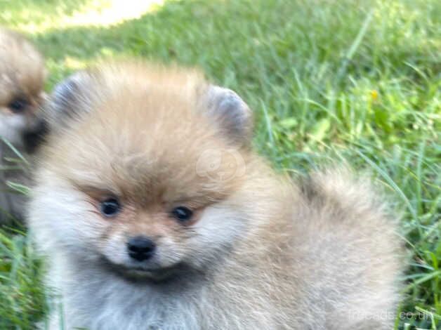 Playful wee hears & forever best friend Pomeranian puppies for sale in Chipping Norton, Oxfordshire - Image 3