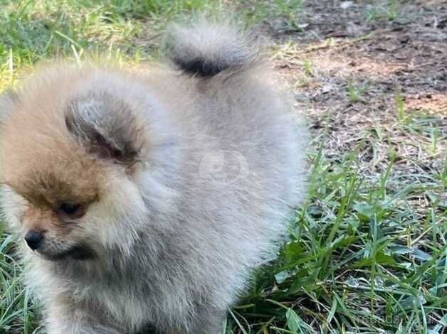 Playful wee hears & forever best friend Pomeranian puppies for sale in Chipping Norton, Oxfordshire - Image 4