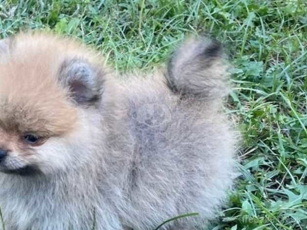 Playful wee hears & forever best friend Pomeranian puppies for sale in Chipping Norton, Oxfordshire - Image 5