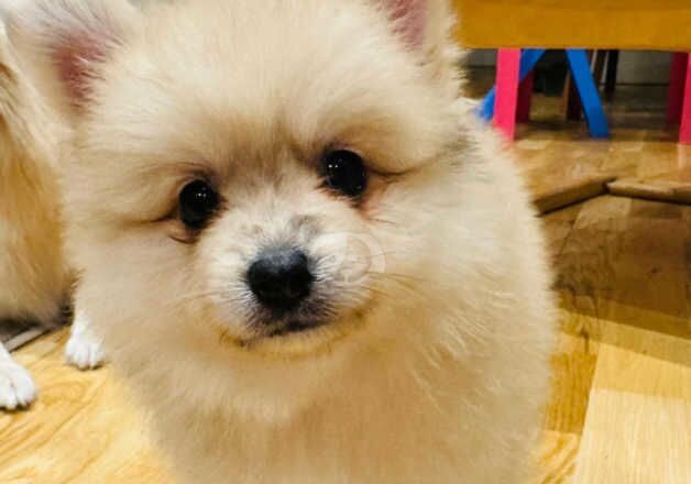 Pomeranians for sale in Brent, Cornwall