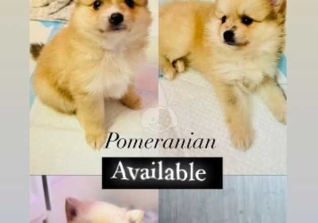 Pomeranian Puppies for sale in Cornwall