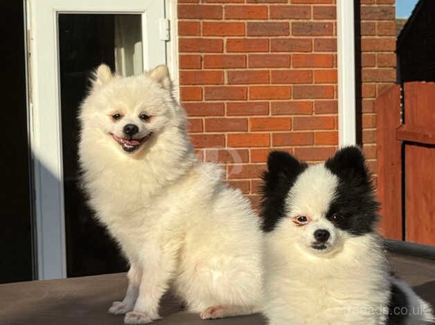 Pom 1 year old boy for sale in Daventry, Northamptonshire