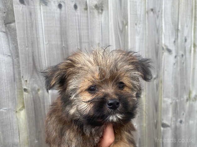 Pom cross Yorkshire terrier for sale in Liverpool, Merseyside