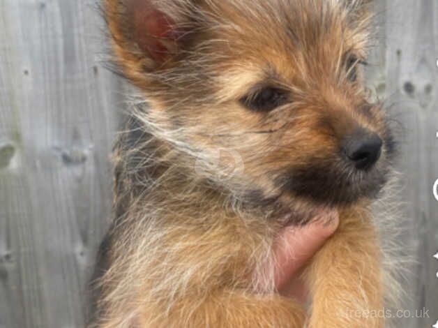 Pom cross Yorkshire terrier for sale in Liverpool, Merseyside - Image 2