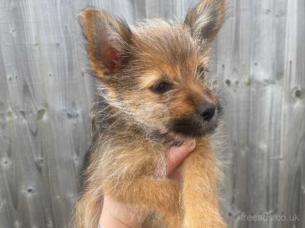 Pom cross Yorkshire terrier for sale in Liverpool, Merseyside - Image 3