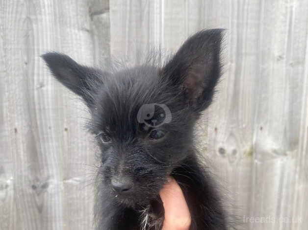 Pom cross Yorkshire terrier for sale in Liverpool, Merseyside - Image 4